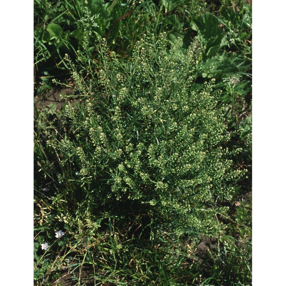 lepidium ruderale l.