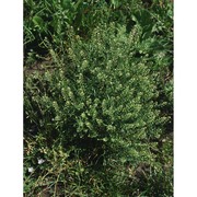 lepidium ruderale l.