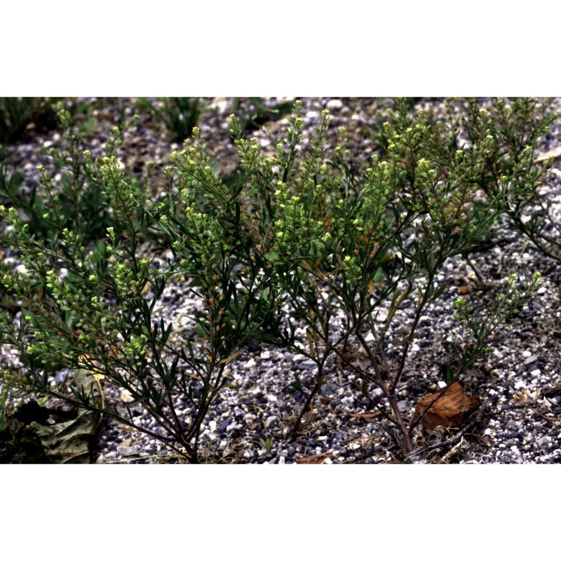 lepidium ruderale l.