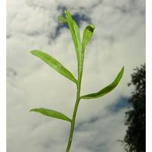 lepidium sativum l.