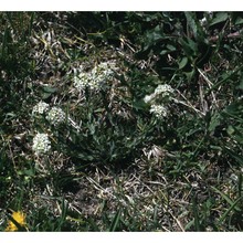 lepidium villarsii gren. et godr.