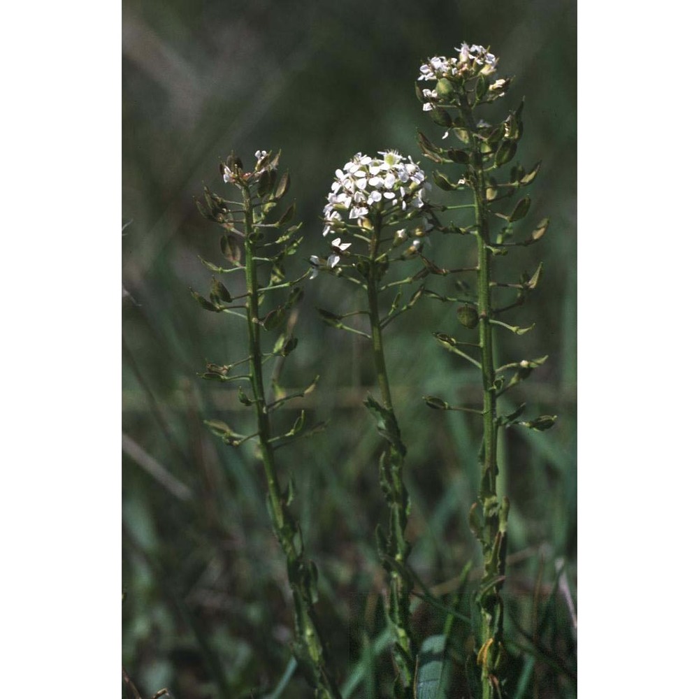 lepidium villarsii gren. et godr.