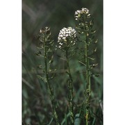 lepidium villarsii gren. et godr.
