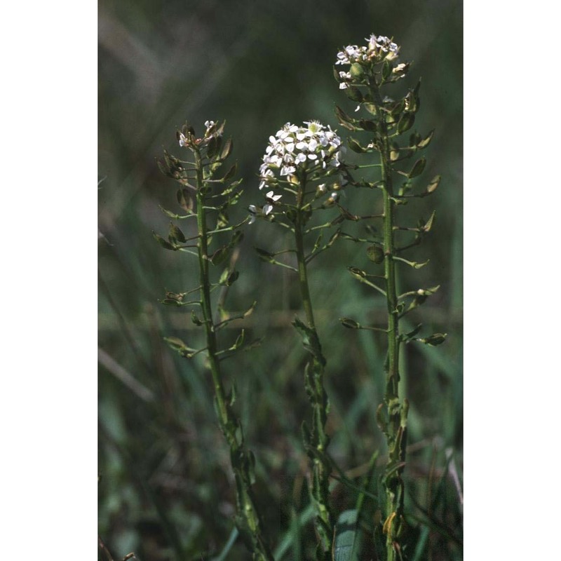 lepidium villarsii gren. et godr.