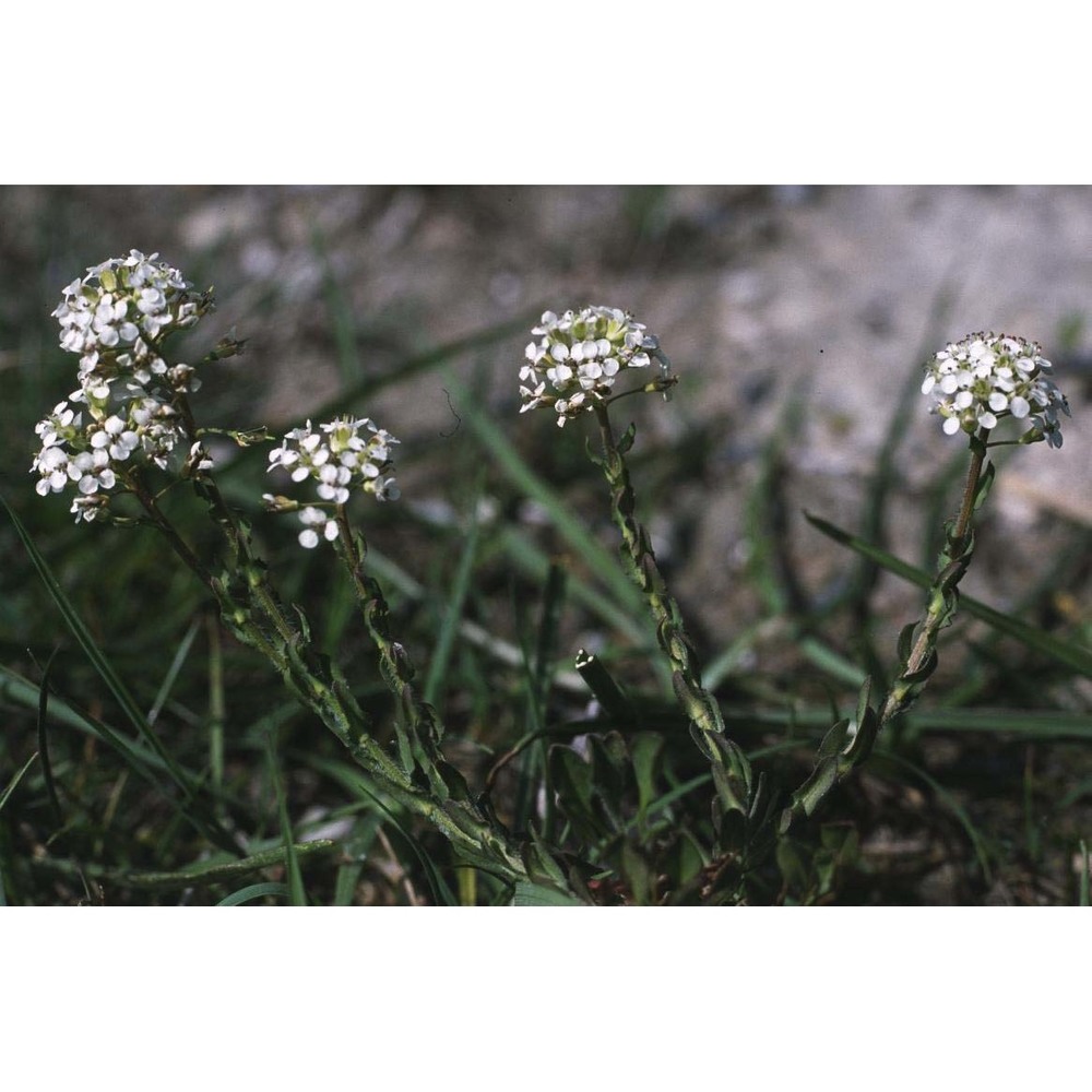 lepidium villarsii gren. et godr.