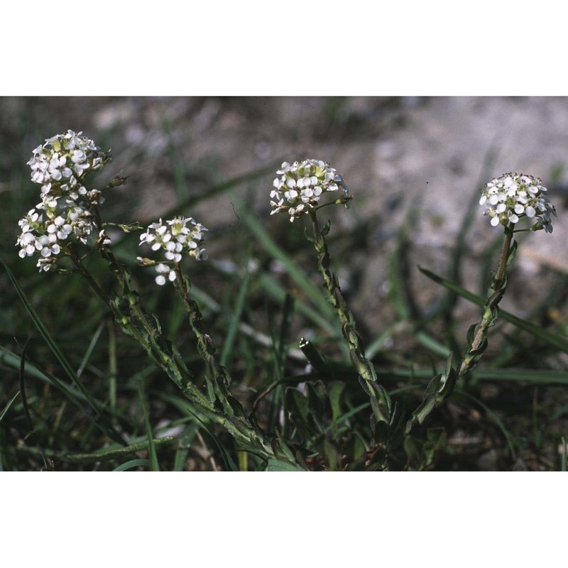 lepidium villarsii gren. et godr.