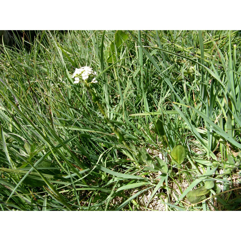 lepidium villarsii gren. et godr.