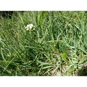 lepidium villarsii gren. et godr.