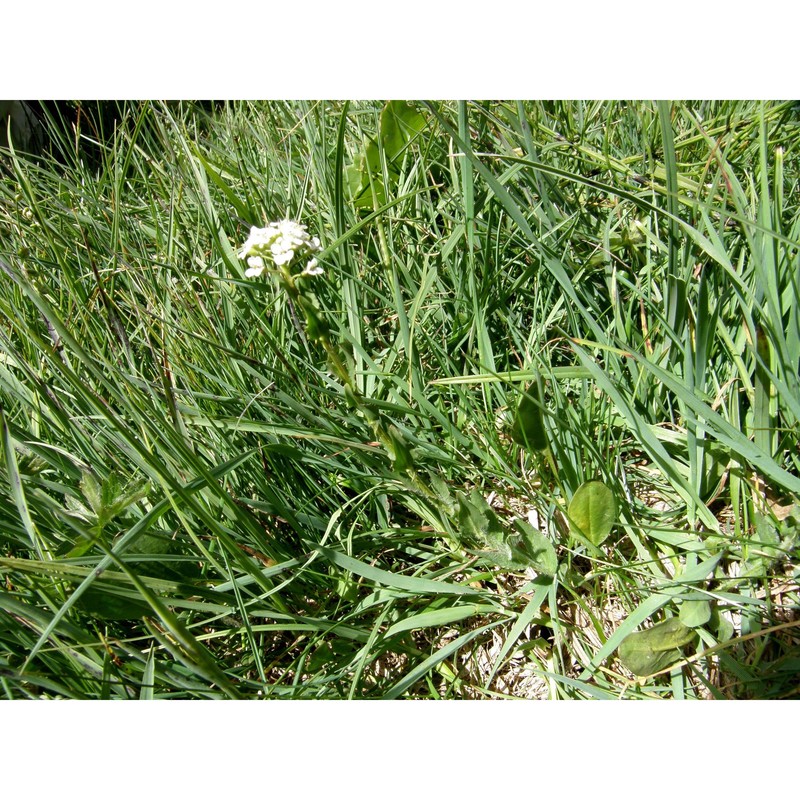 lepidium villarsii gren. et godr.