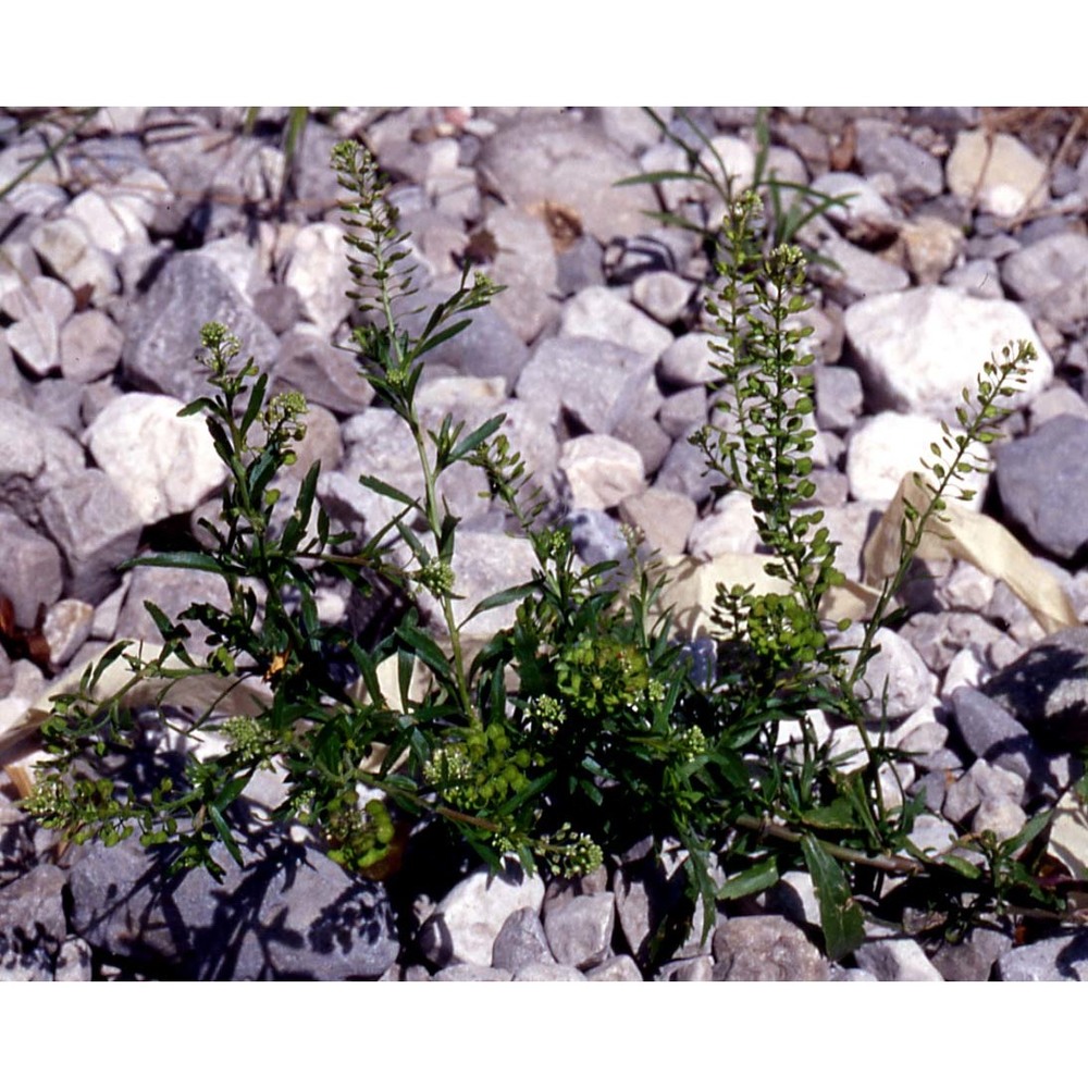 lepidium virginicum l.