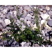 lepidium virginicum l.