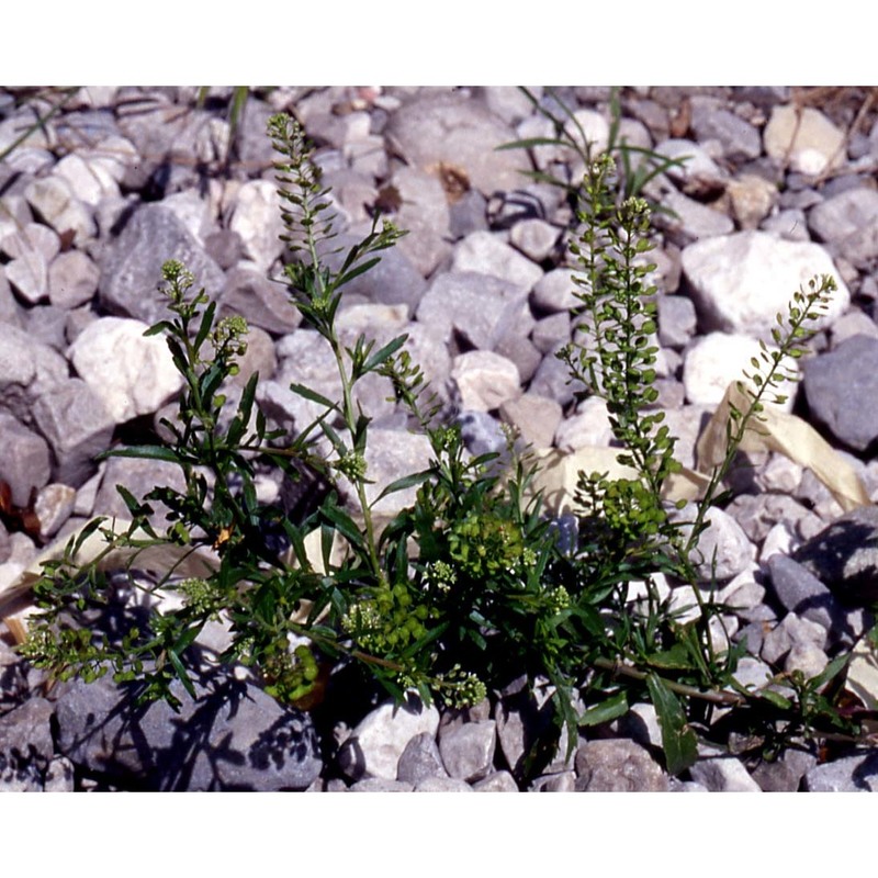 lepidium virginicum l.