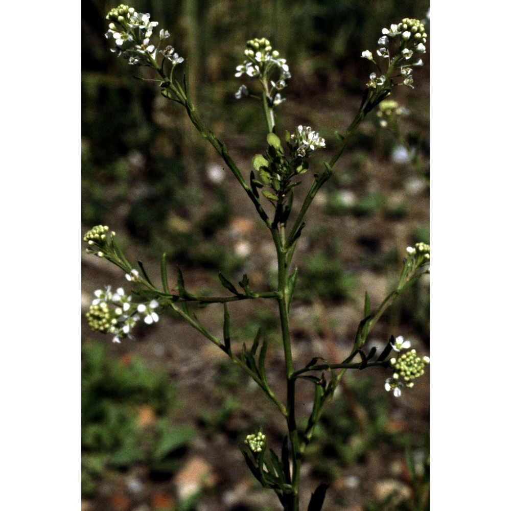 lepidium virginicum l.