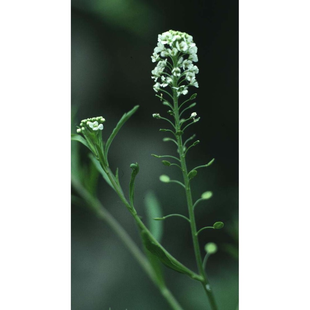 lepidium virginicum l.