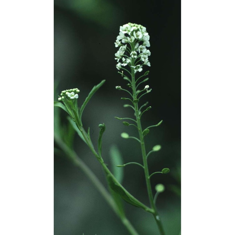 lepidium virginicum l.