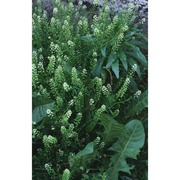 lepidium virginicum l.