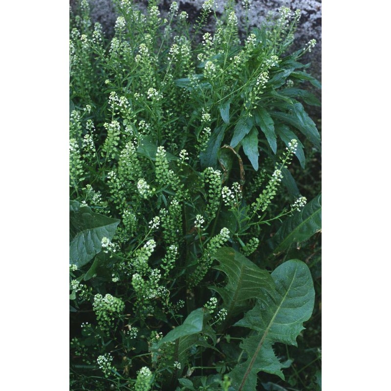 lepidium virginicum l.