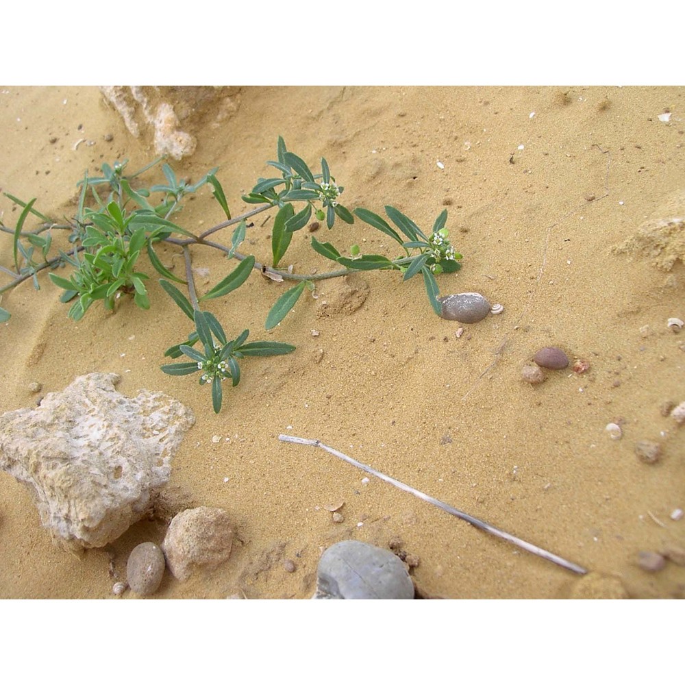 lobularia libyca (viv.) meisn.