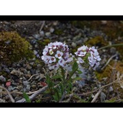 lobularia maritima (l.) desv.