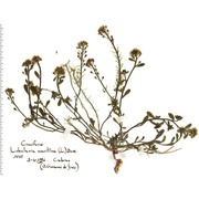 lobularia maritima (l.) desv.