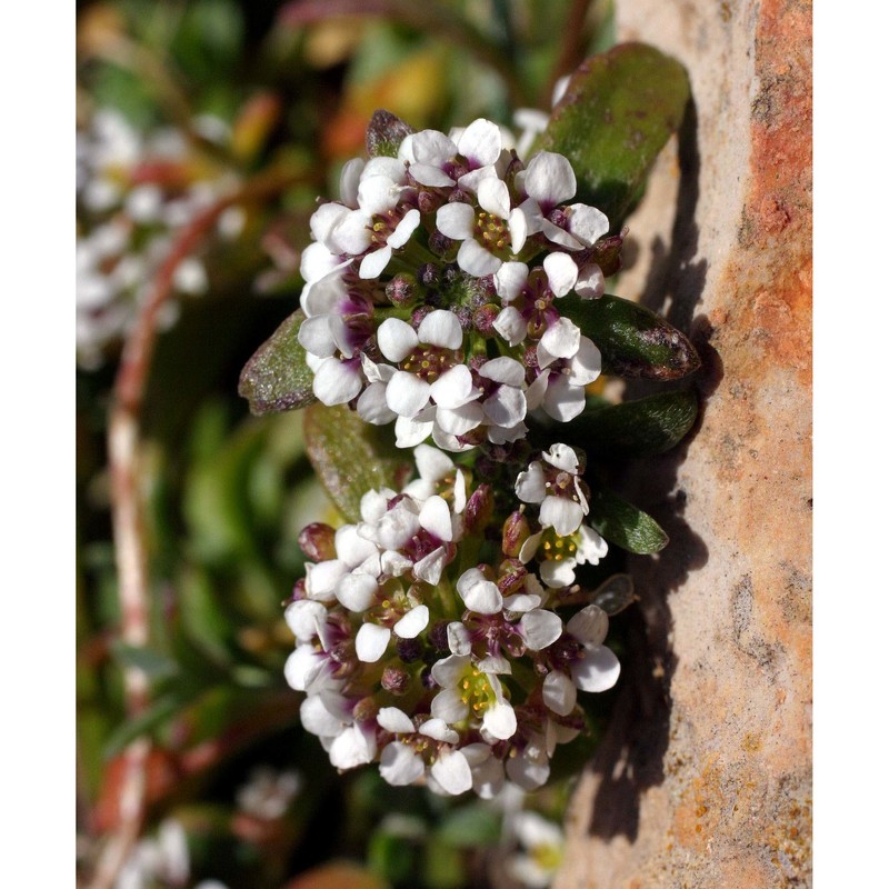 lobularia maritima (l.) desv.