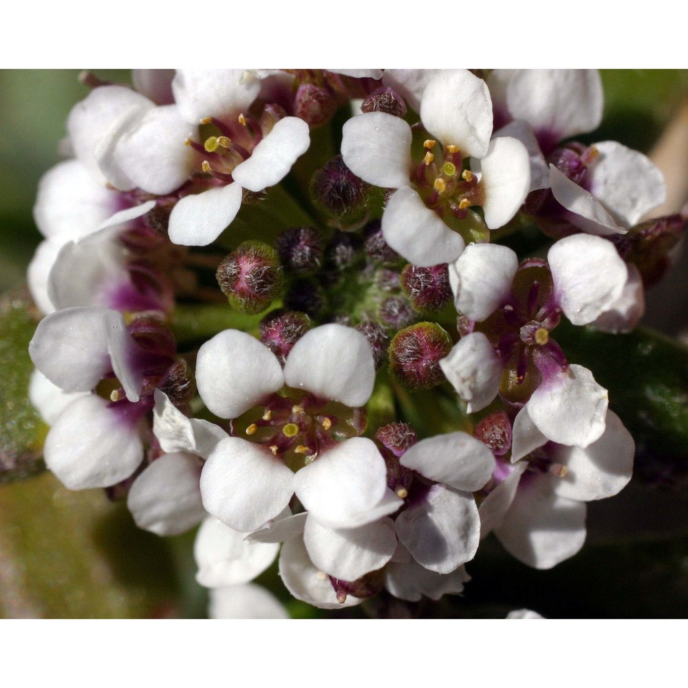 lobularia maritima (l.) desv.