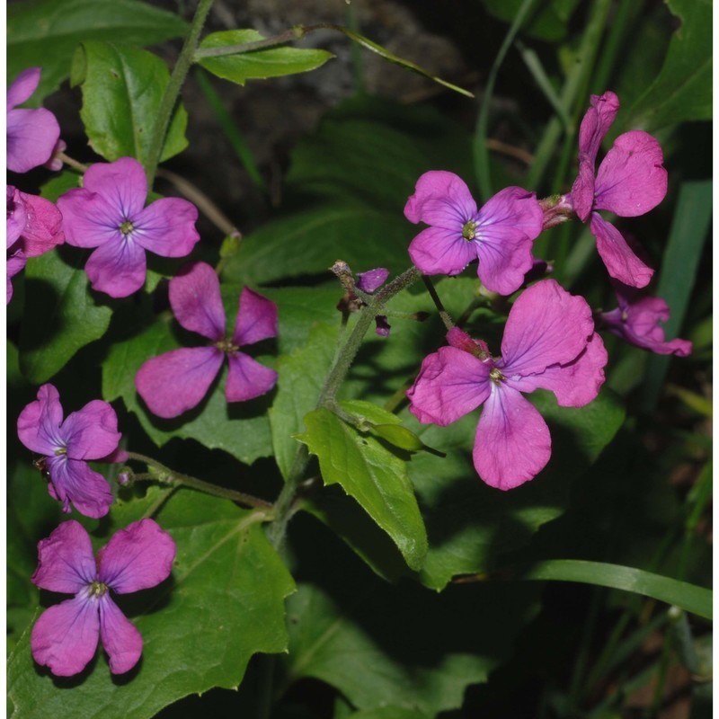 lunaria annua l.