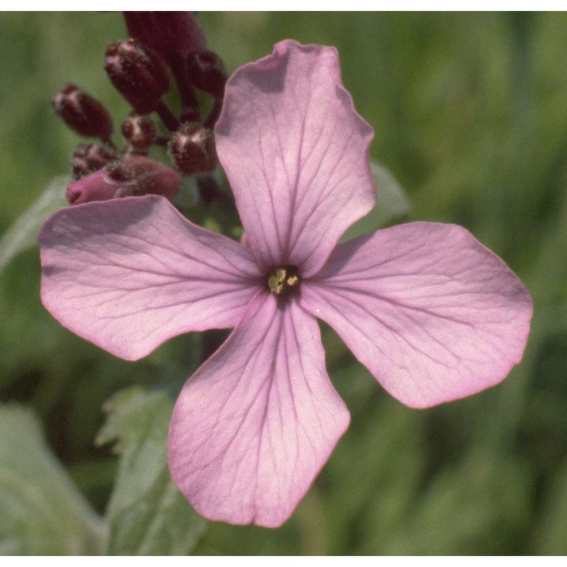 lunaria annua l.