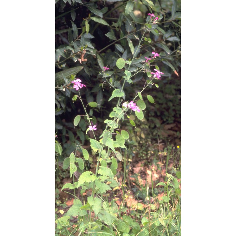 lunaria annua l.