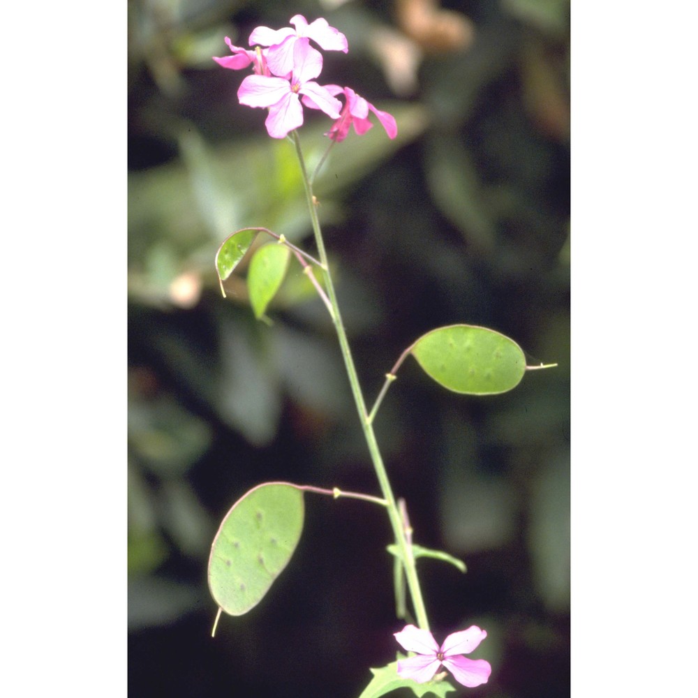 lunaria annua l.