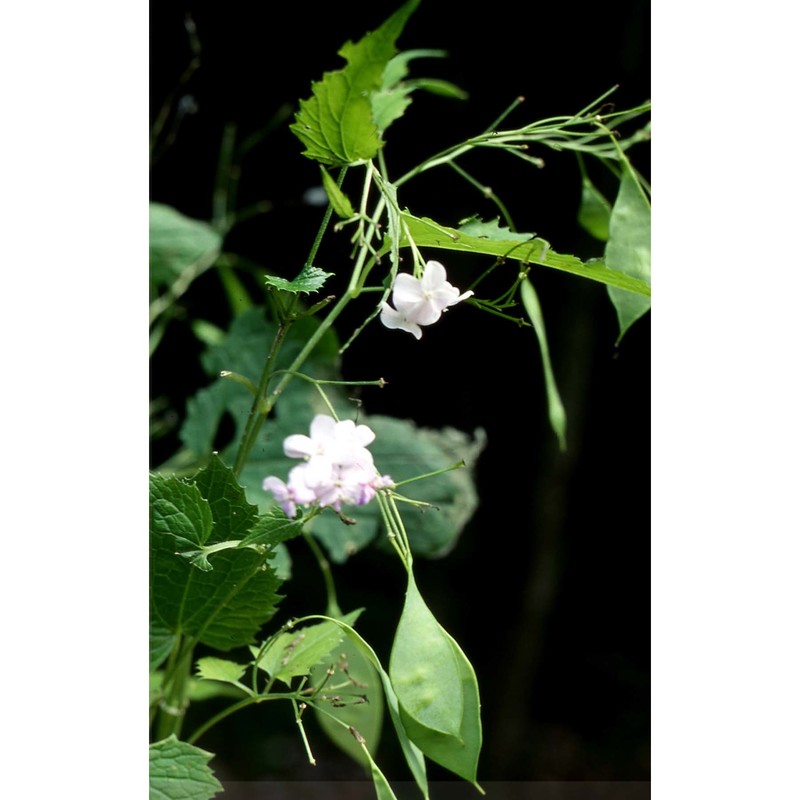 lunaria rediviva l.