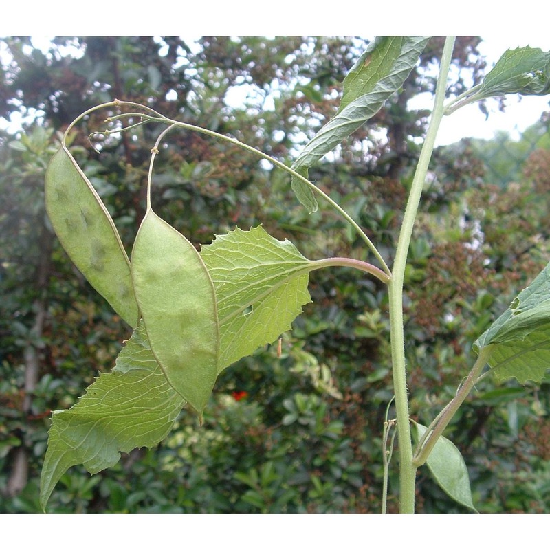 lunaria rediviva l.