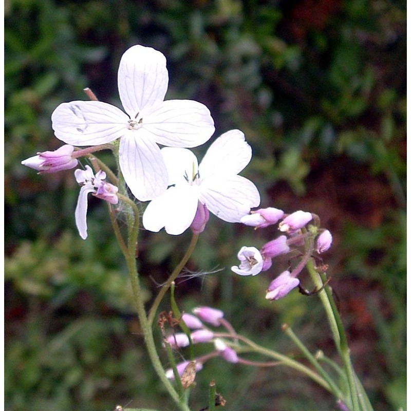 lunaria rediviva l.