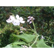 lunaria rediviva l.