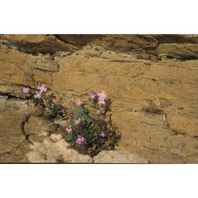 malcolmia flexuosa (sm.) sm.