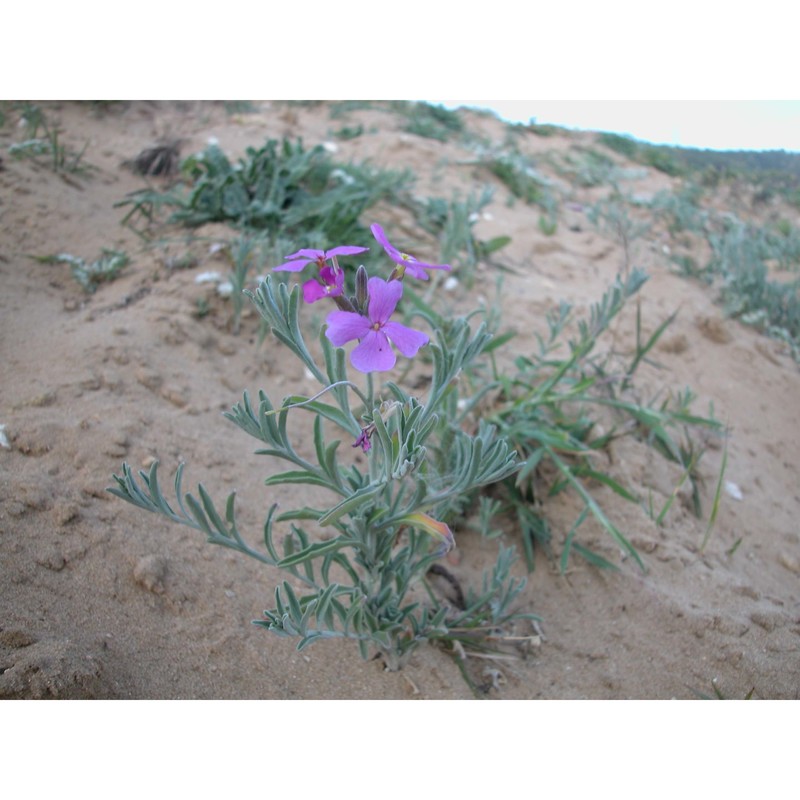 malcolmia littorea (l.) r. br.