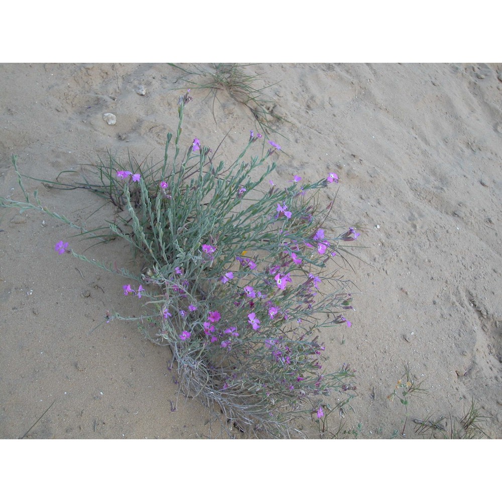 malcolmia littorea (l.) r. br.