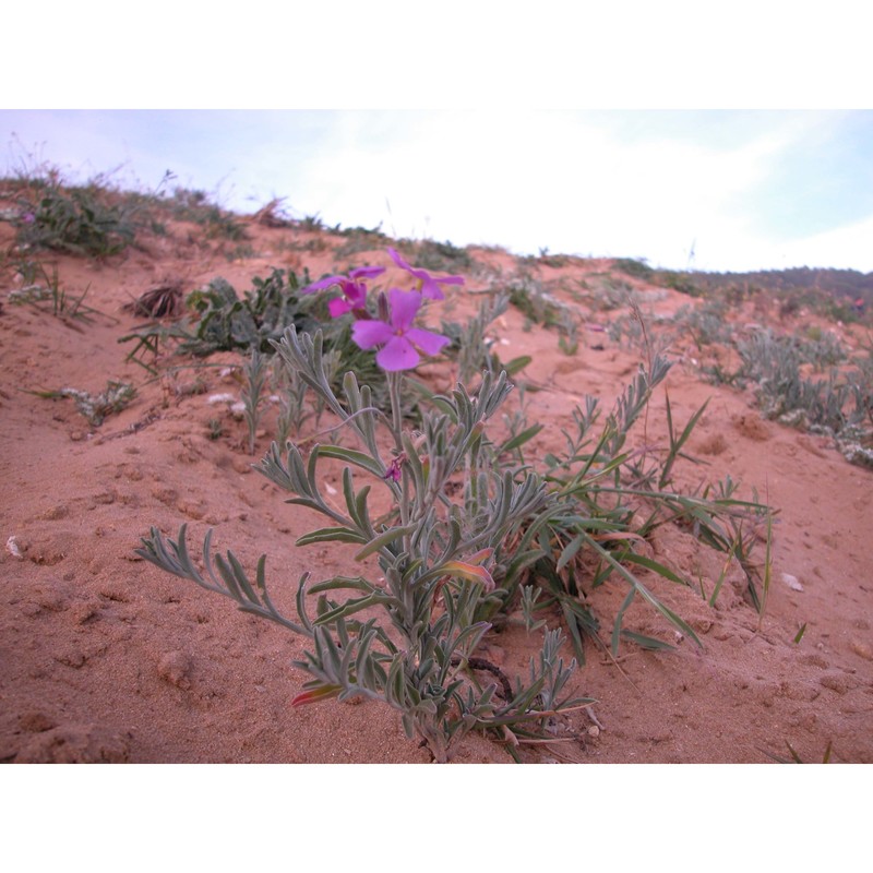 malcolmia littorea (l.) r. br.