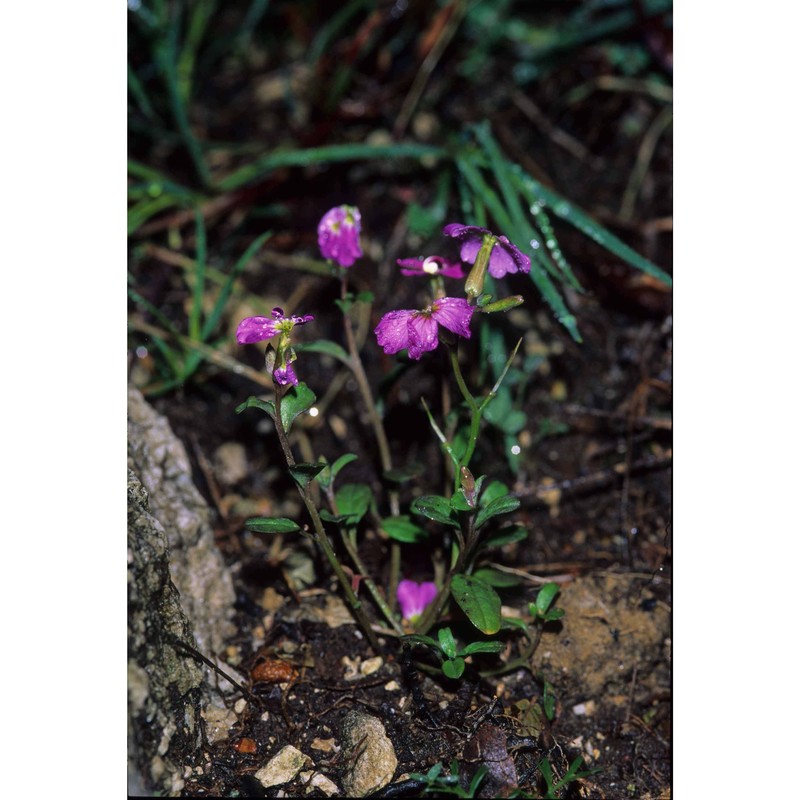 malcolmia maritima (l.) r. br.