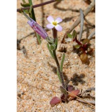 malcolmia ramosissima (desf.) thell