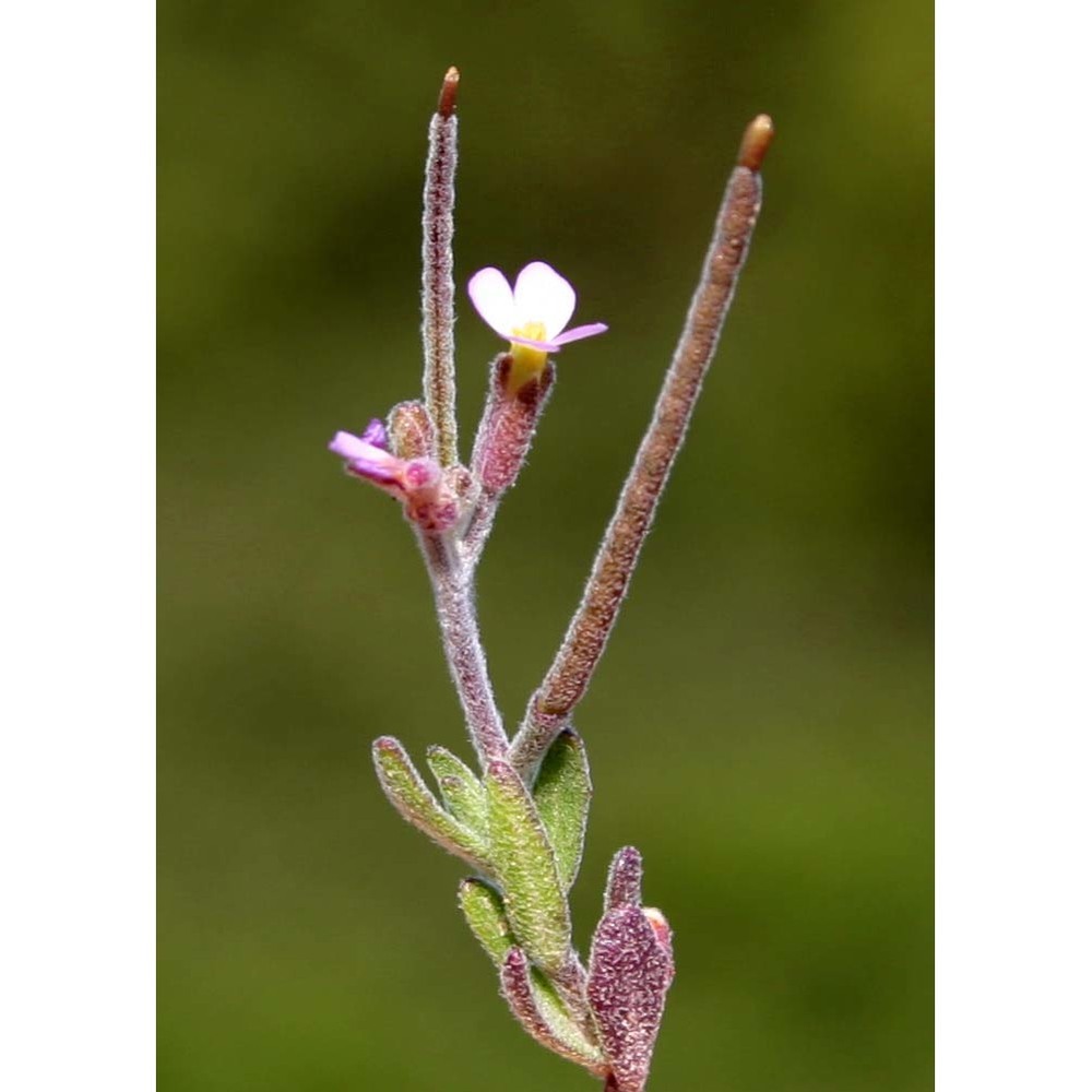 malcolmia ramosissima (desf.) thell