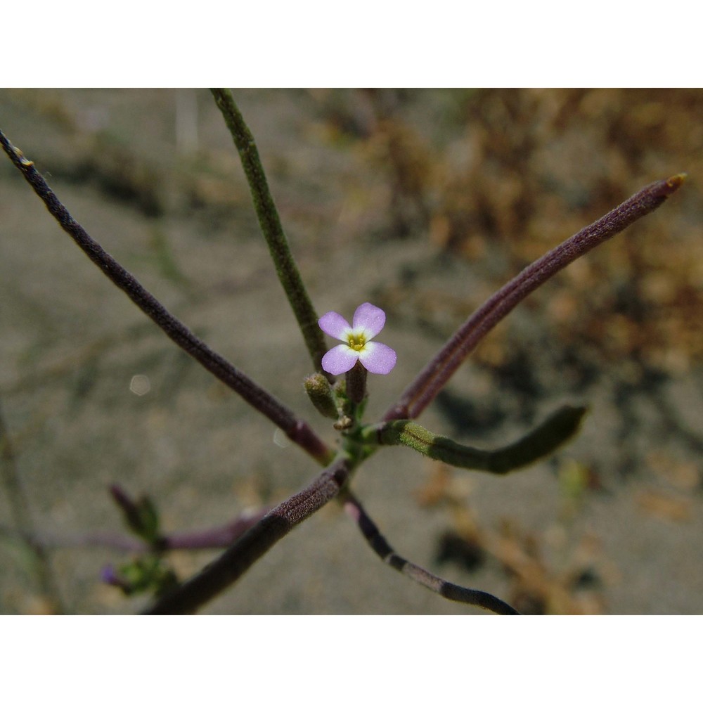 malcolmia ramosissima (desf.) thell