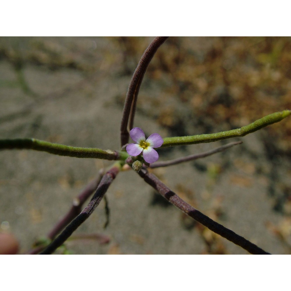 malcolmia ramosissima (desf.) thell