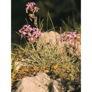 matthiola fruticulosa (l.) maire