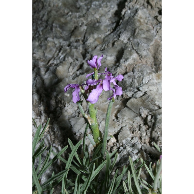 matthiola fruticulosa (l.) maire