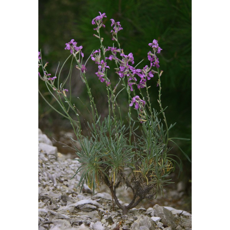 matthiola fruticulosa (l.) maire