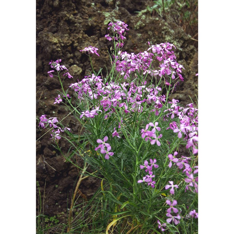 matthiola incana (l.) r. br.