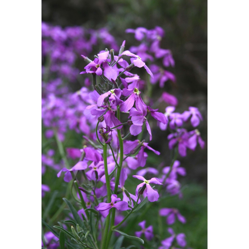 matthiola incana (l.) r. br.