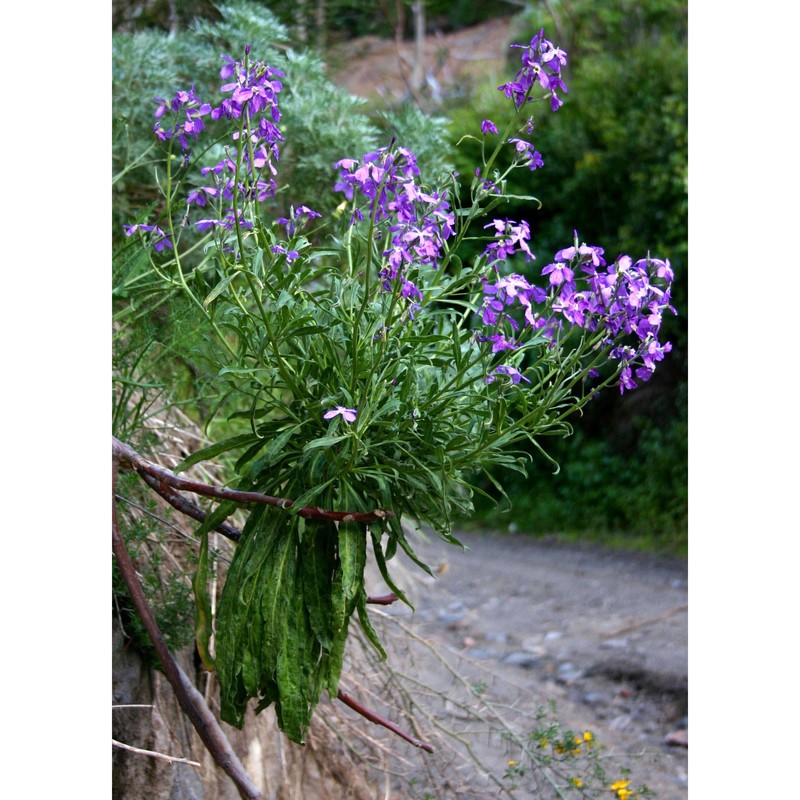 matthiola incana (l.) r. br.