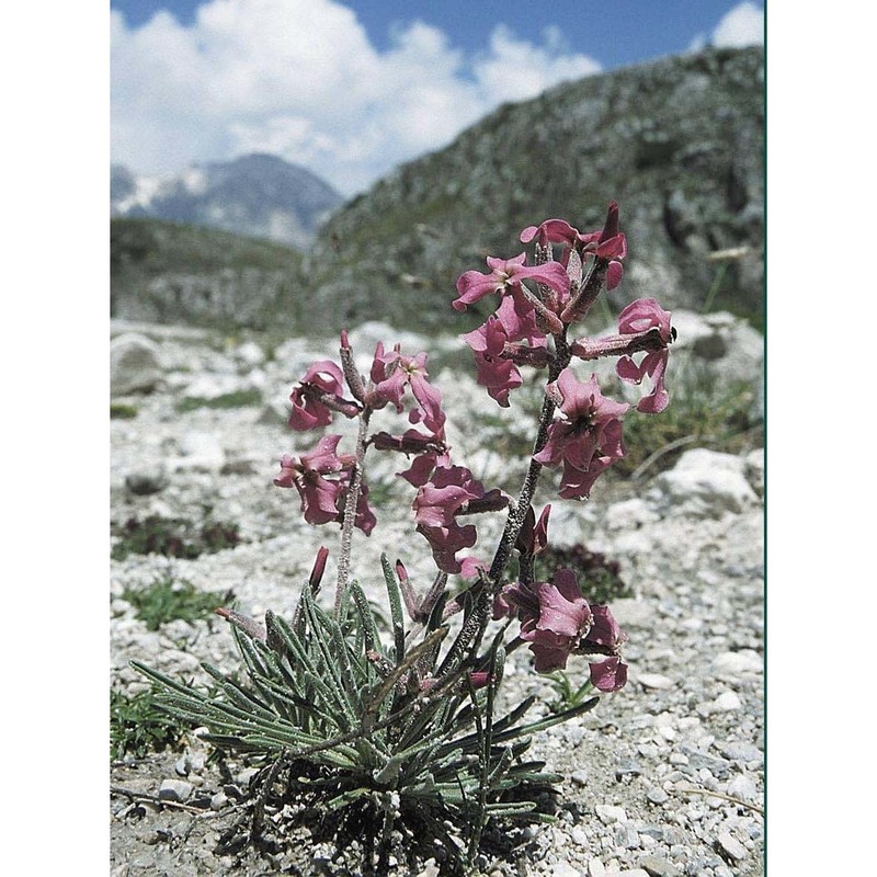 matthiola italica (conti) tammaro